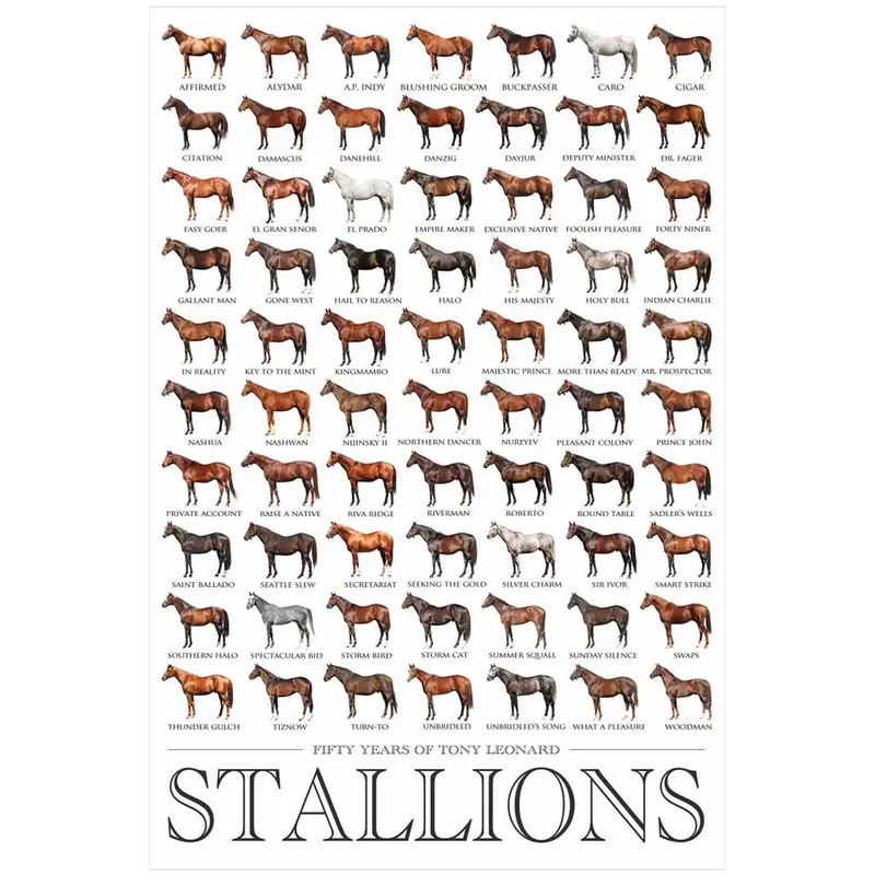 50 Years Stallion Poster 1