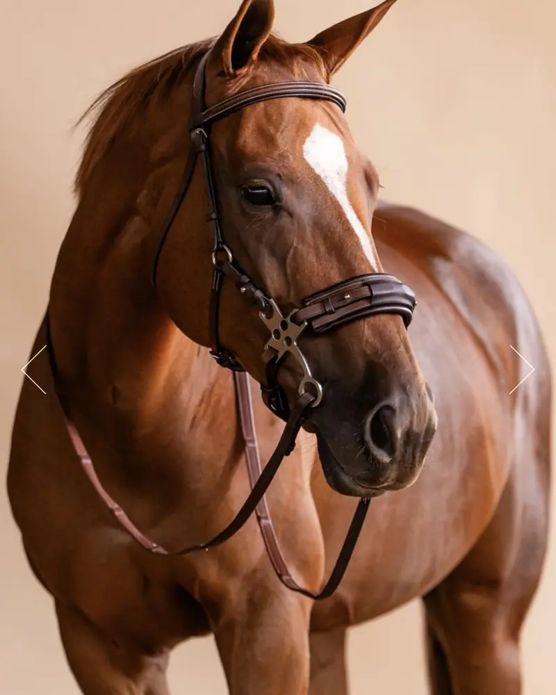 Adt Hackamore Bridle 1