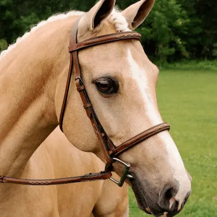 Adt Imperial Show Bridle 1