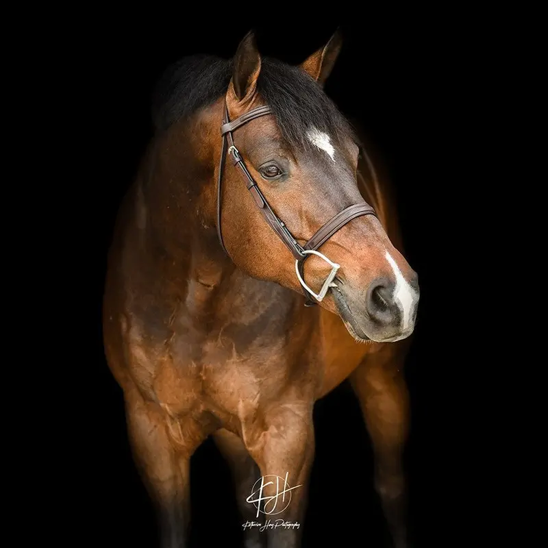 Adt Tribute Fancy Stitch Show Bridle 1
