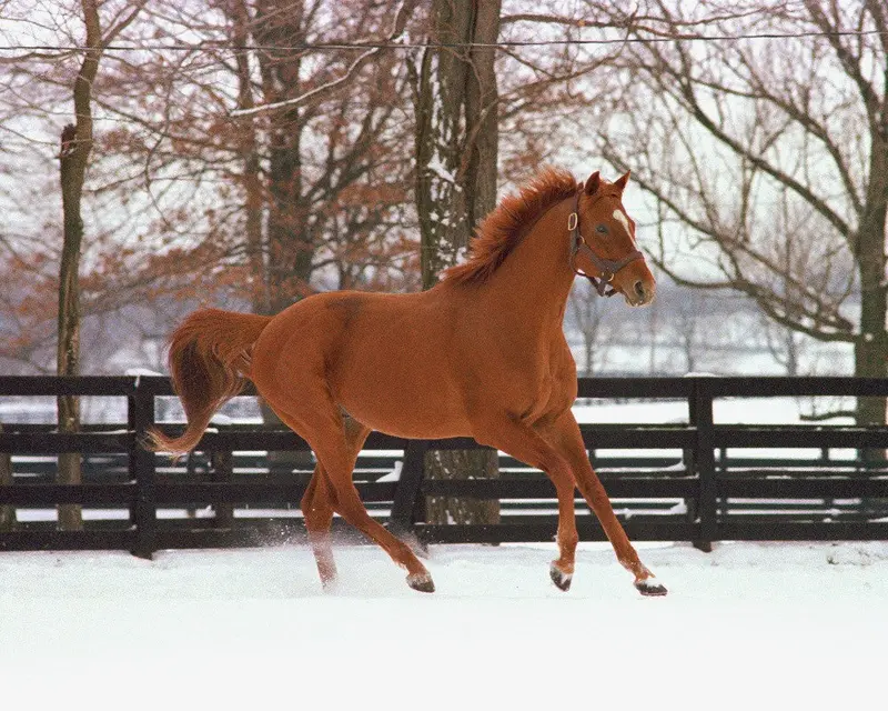 Affirmed In Snow 1