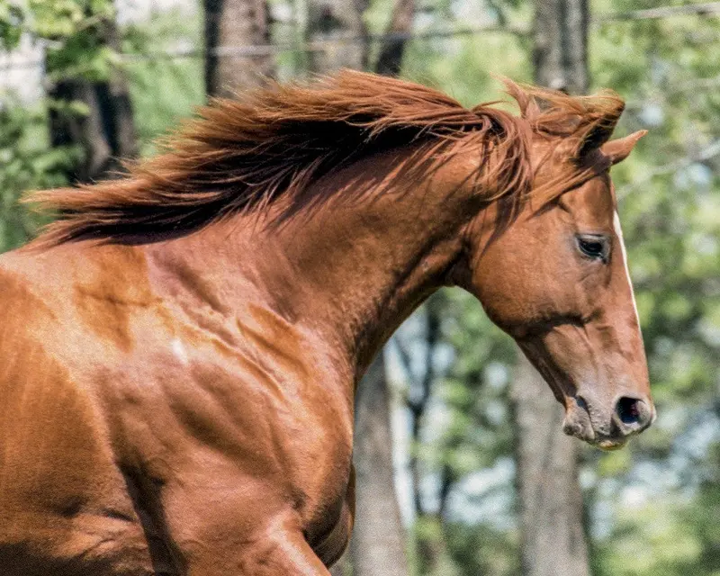 Affirmed Running 1