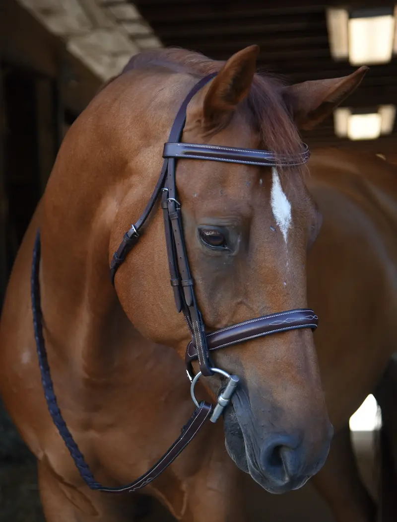 Black Oak 'Poppy' Hunter Bridle 1