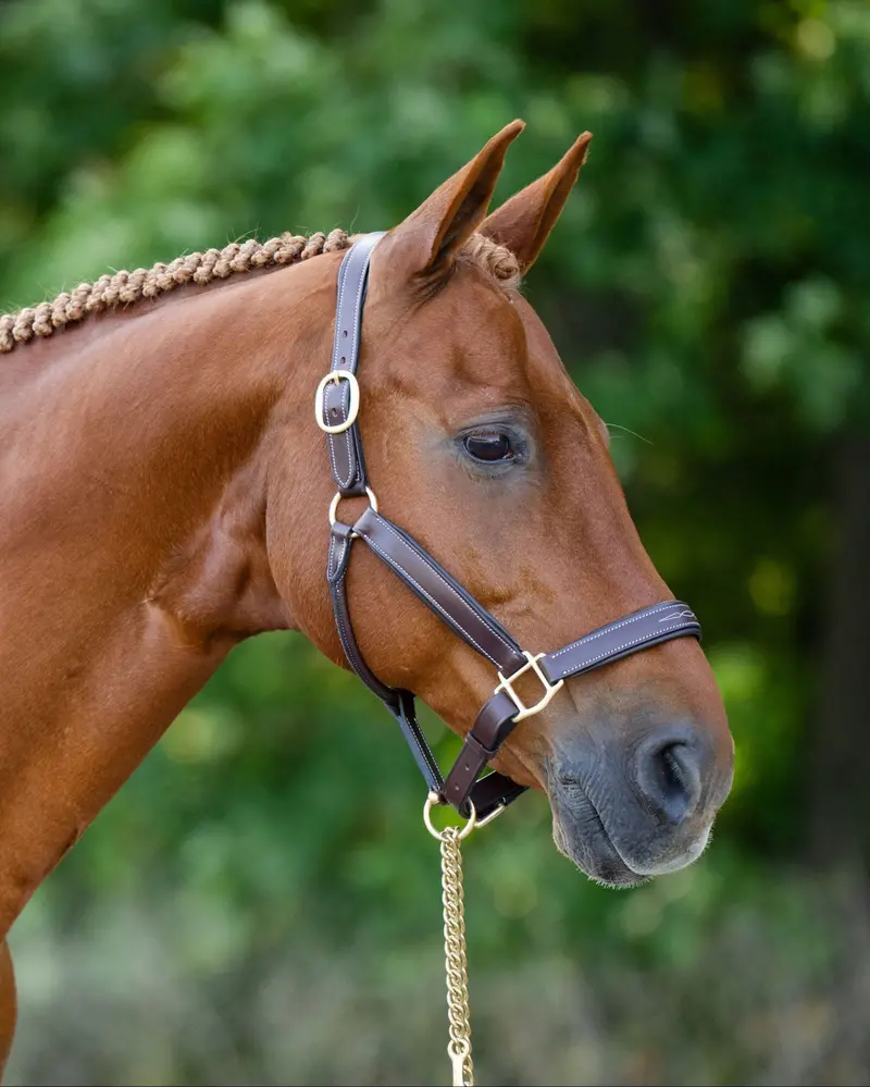 Black Oak Willow Halter 1
