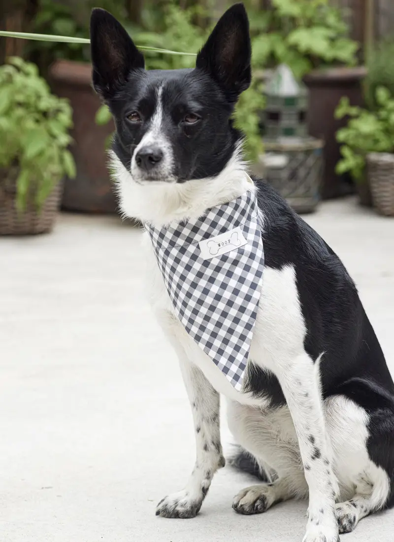 Burda Dog Accessories 5702 1