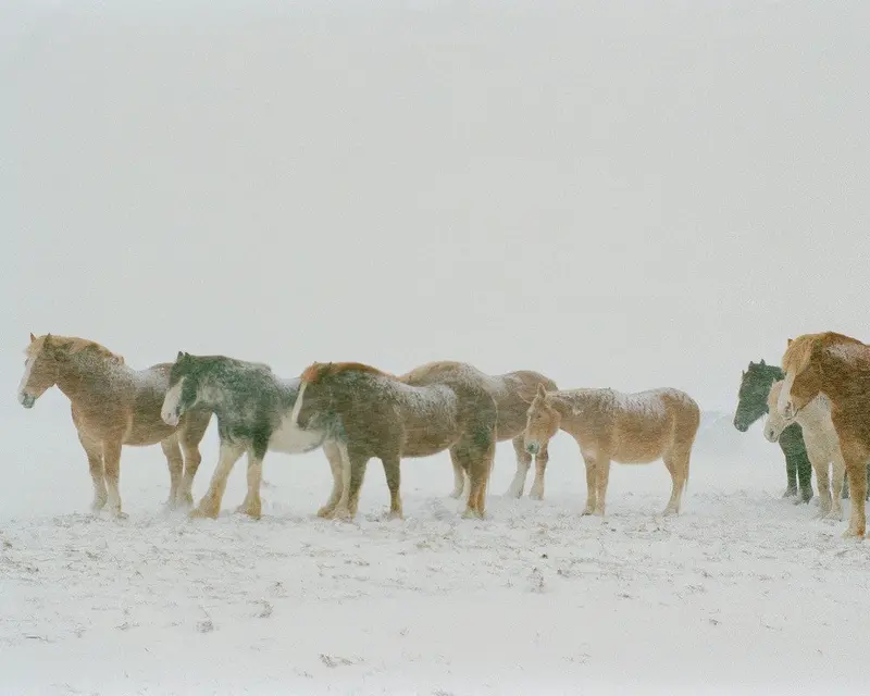 Draft Horses In Snow 1