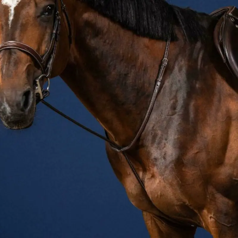 Dy'on Standing Martingale 1