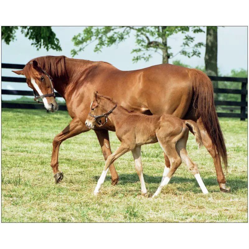 Genuine Risk And Foal 1