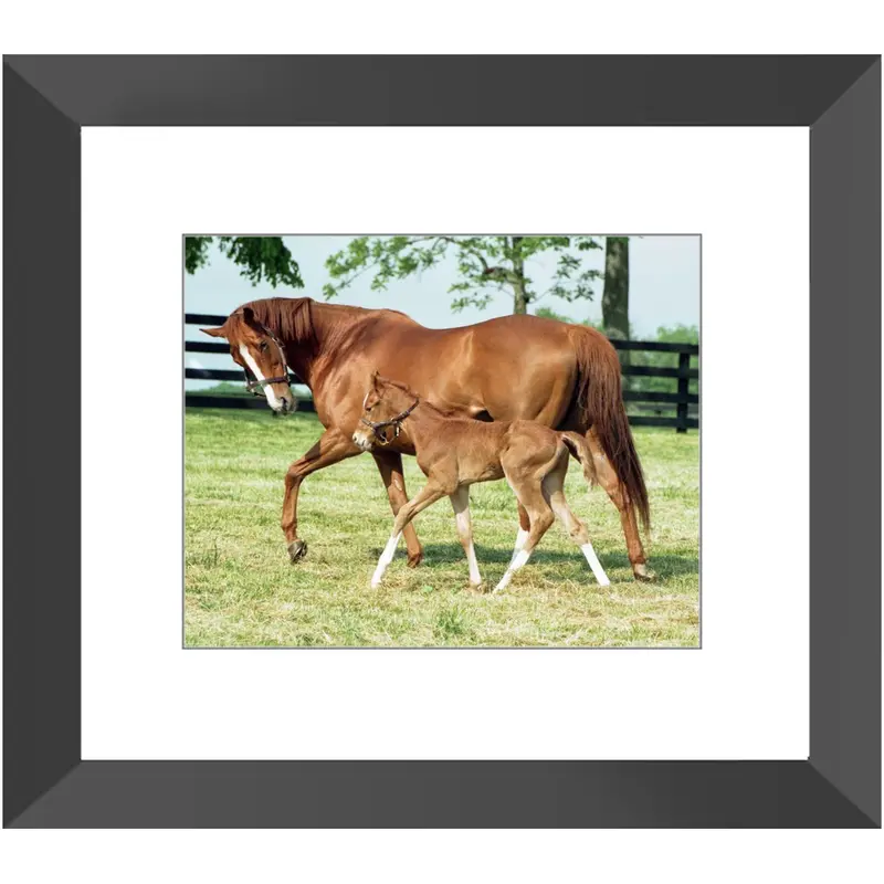 Genuine Risk And Foal, Framed 5