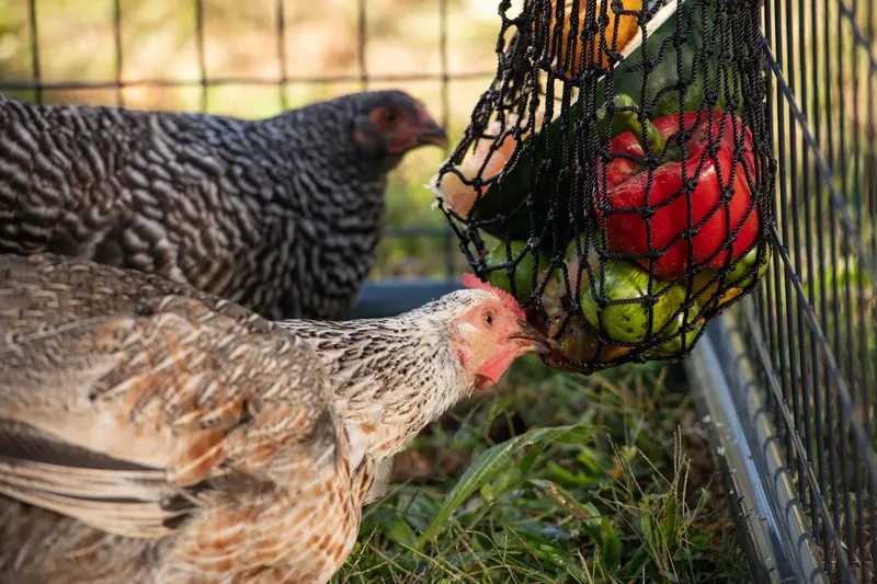 Hanging Chicken Feeder - Busy Bag 1