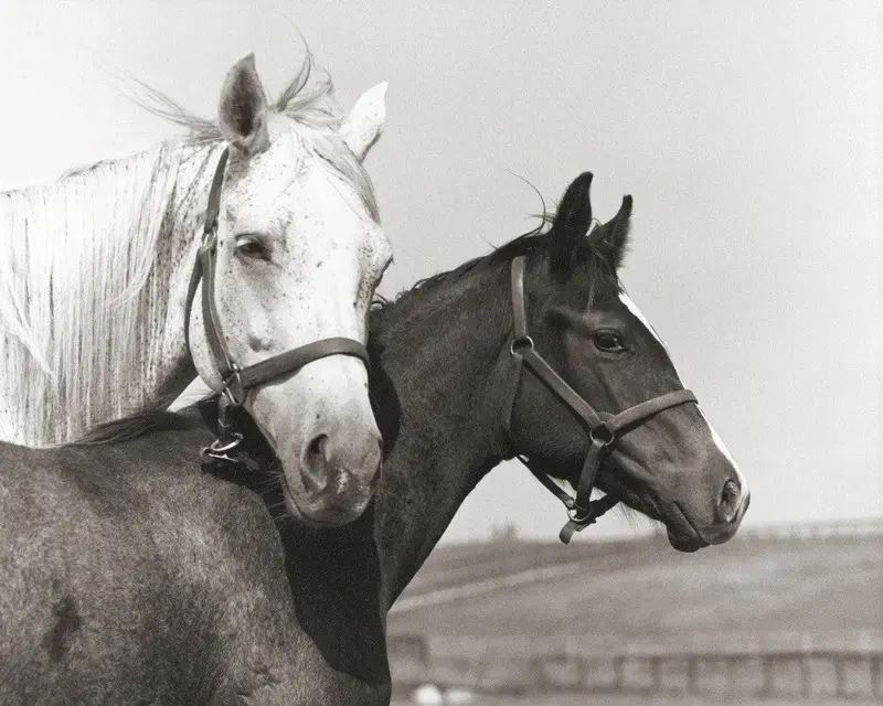 Lady's Secret And Foal 1