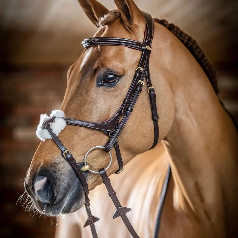 Lemieux Kudos Grackle Bridle 1