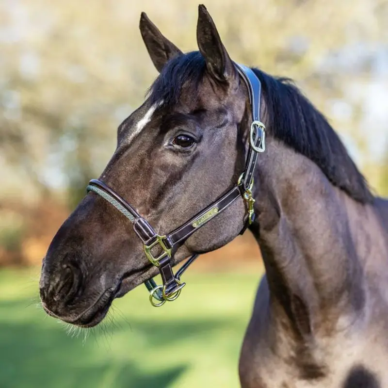 Lemieux Rope Control Halter 1