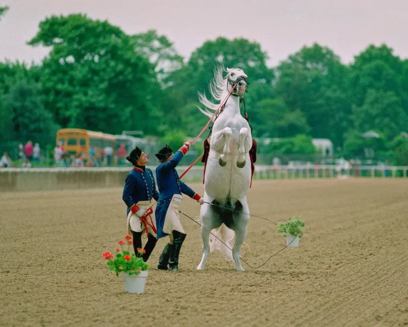 Lipizzaner At Belmont Park 1