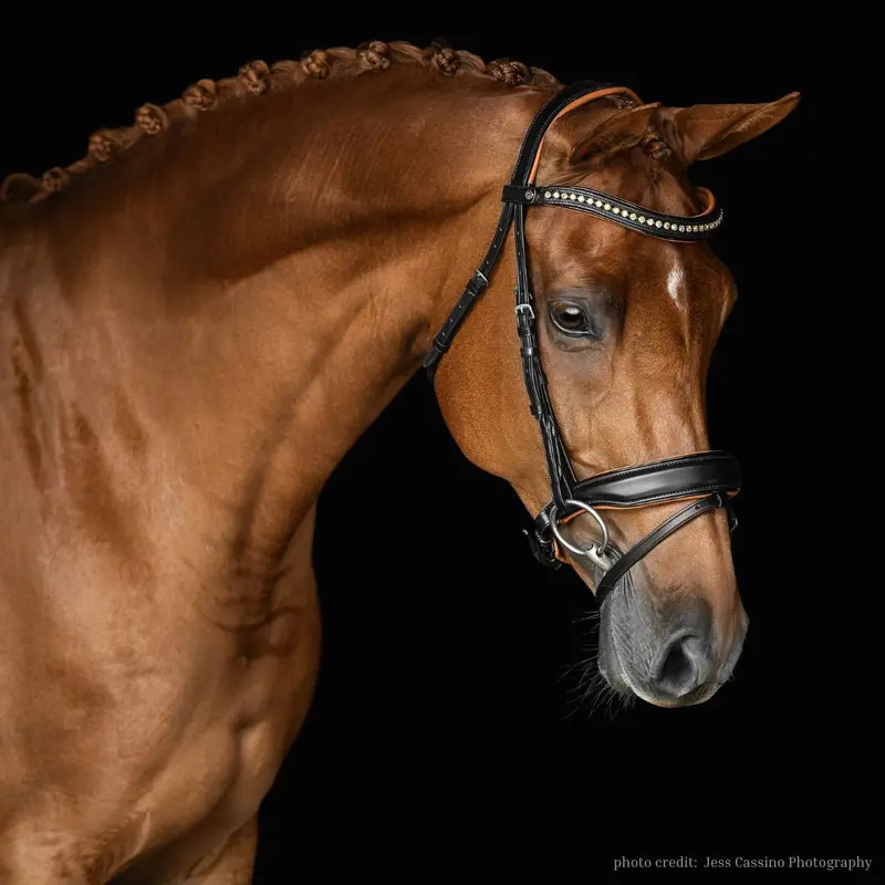 Malvern Saddlery Topaz Night Bridle 1