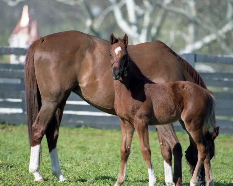 Mare And Foal In Paddock 1