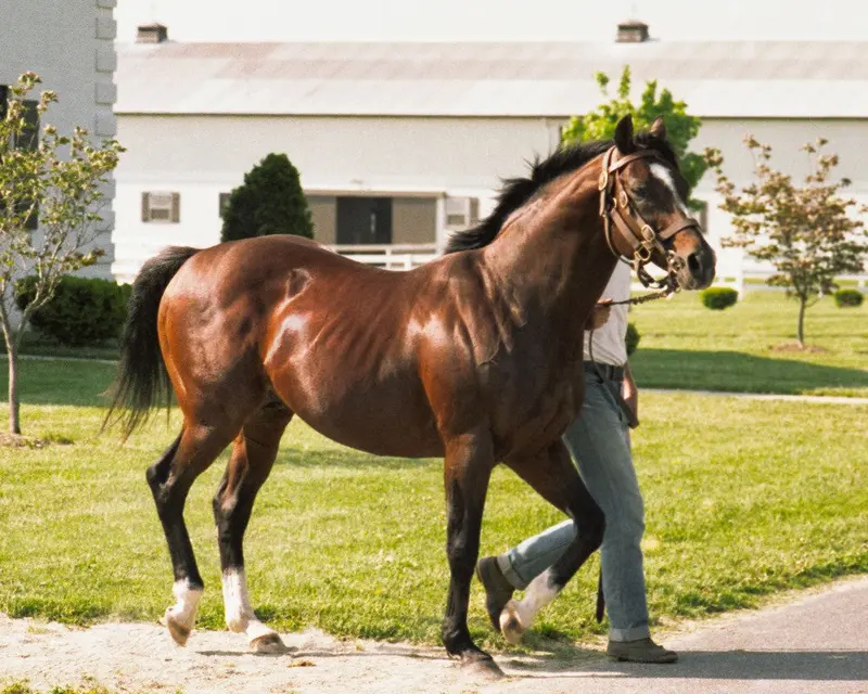 Northern Dancer 1