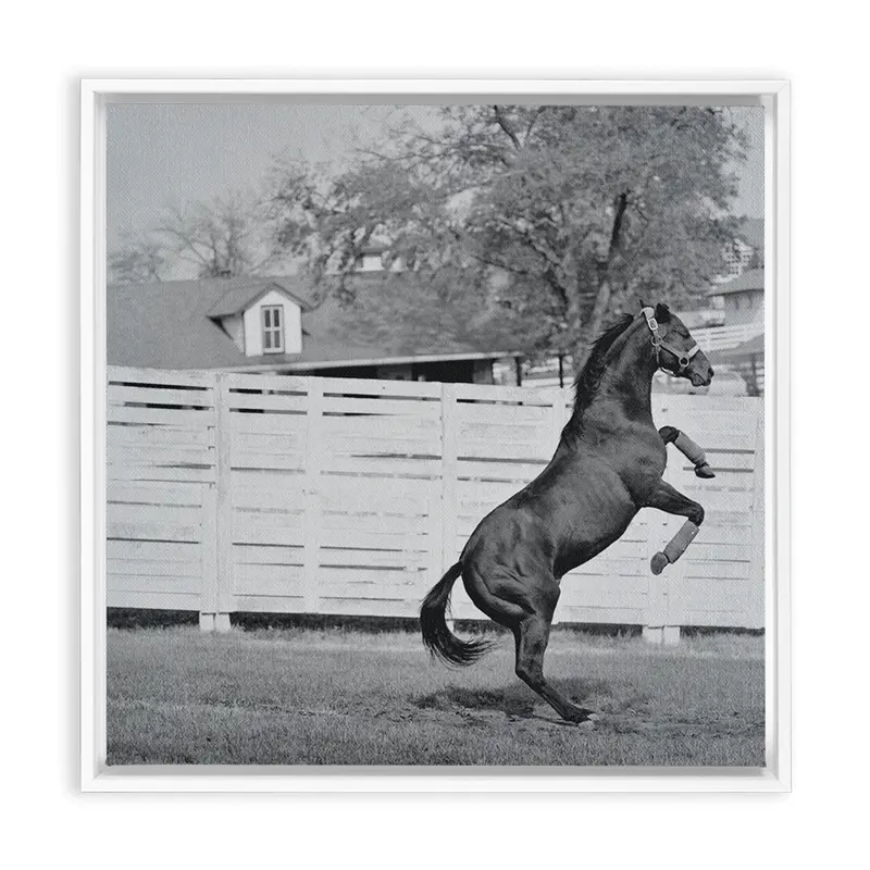Ribot, Framed Canvas 1