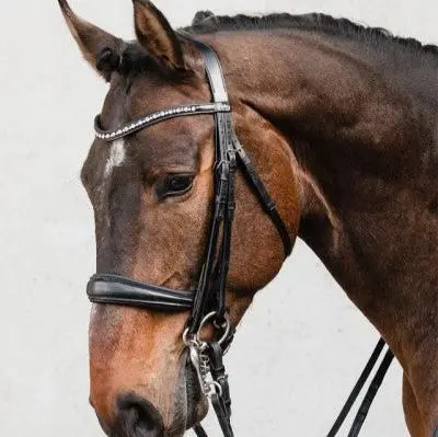 Schockemöhle Milton Dressage Double Bridle 1