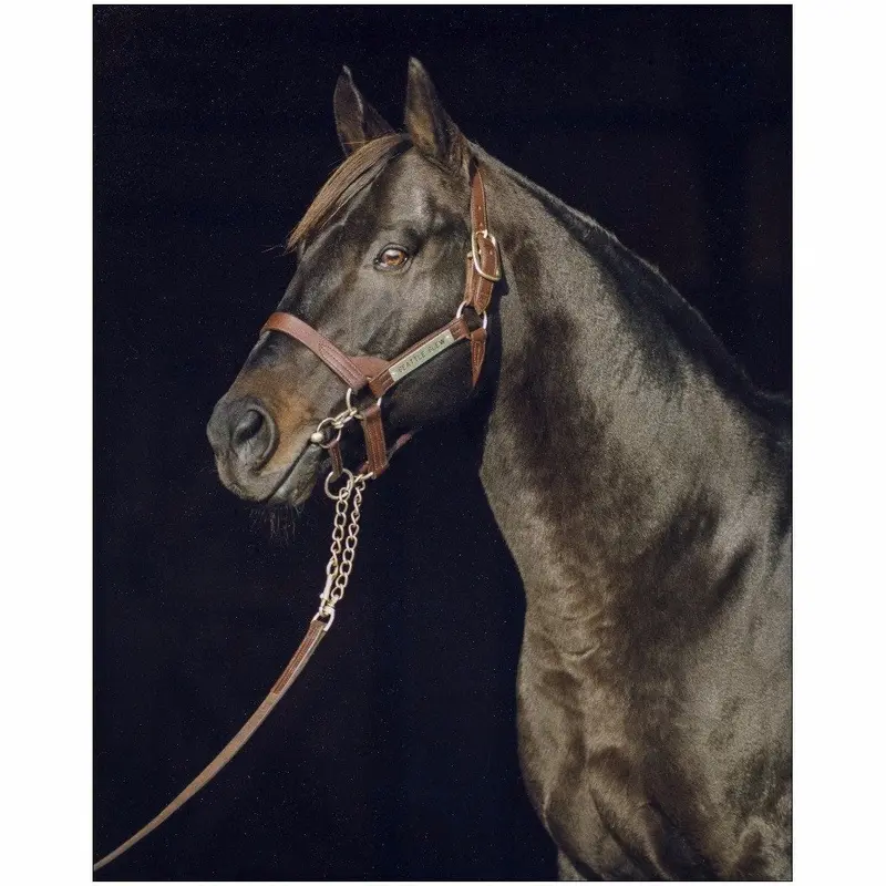 Seattle Slew, Head In Black Background 1