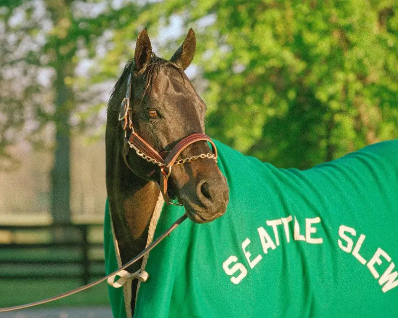 Seattle Slew In Blanket 1