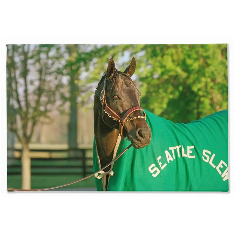 Seattle Slew In Blanket, Stretched Canvas 1