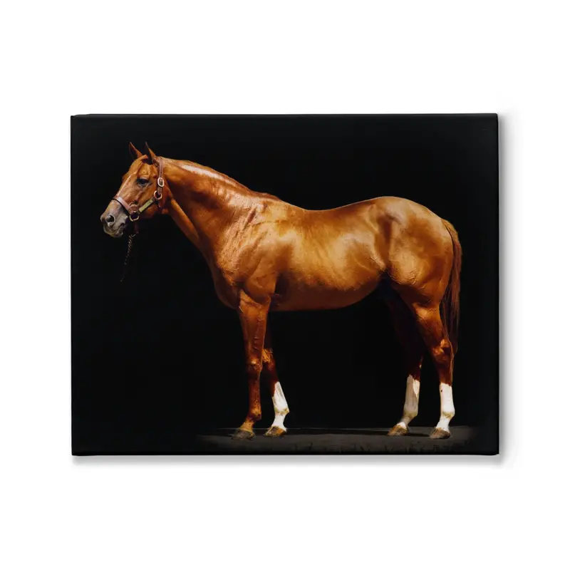 Secretariat In Black, Stretched Canvas 1