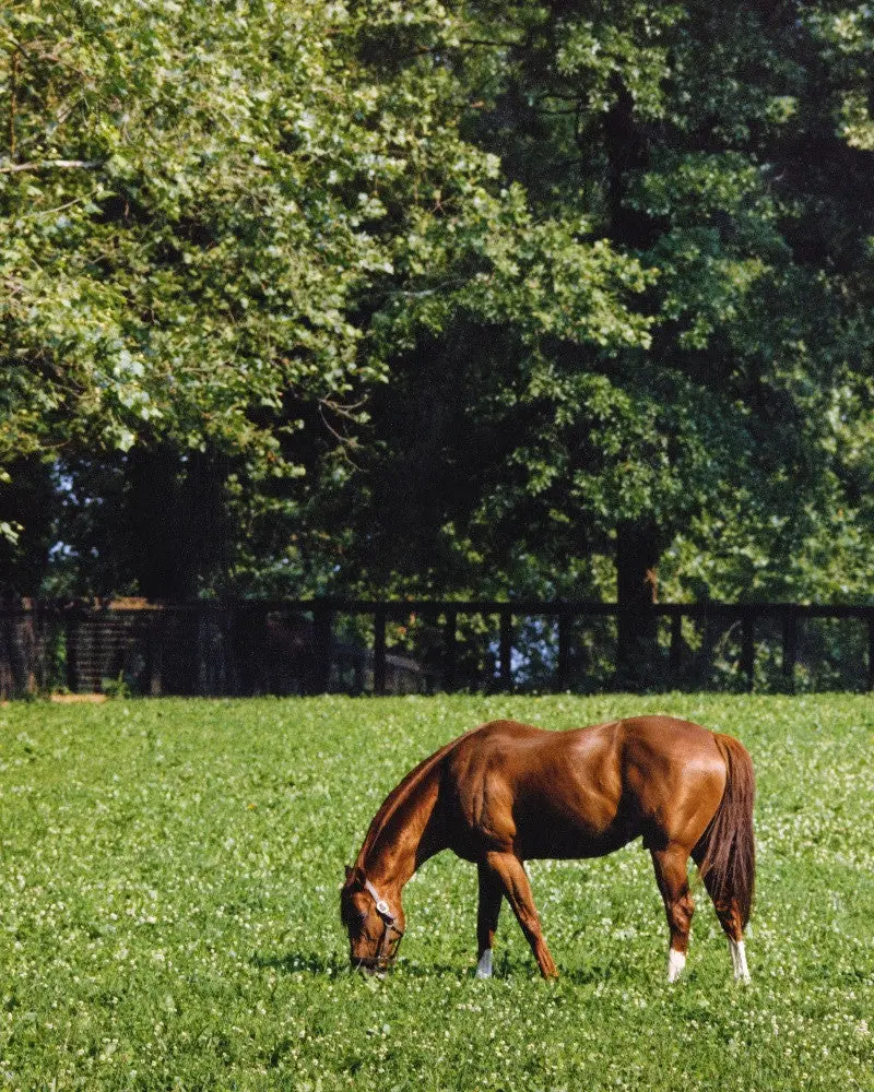 Secretariat In Field 1
