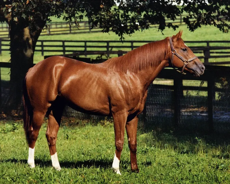 Secretariat In His Paddock 1
