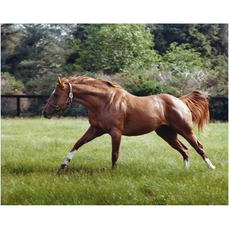Secretariat Running 1