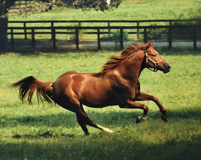 Secretariat Running 1