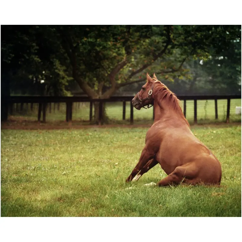 Secretariat Sitting 1