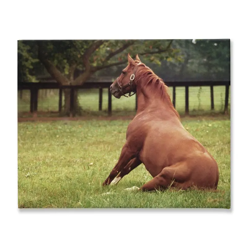 Secretariat Sitting, Stretched Canvas 1