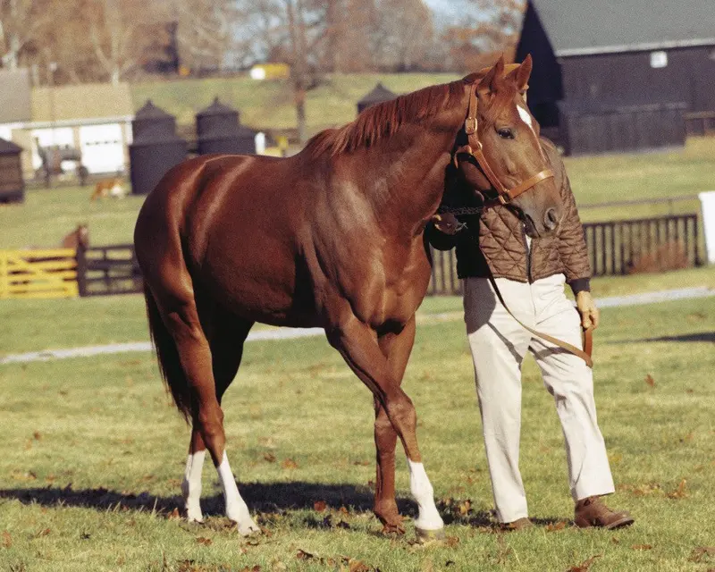 Secretariat Walking 1
