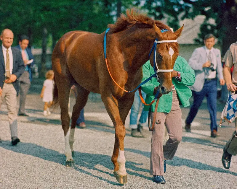 Secretariat Walking At Belmont 1
