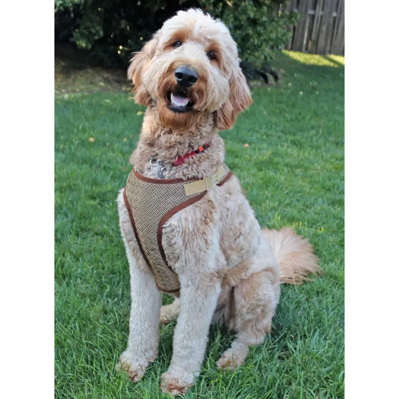 Simplicity Dog Harness & Lead S9664 1