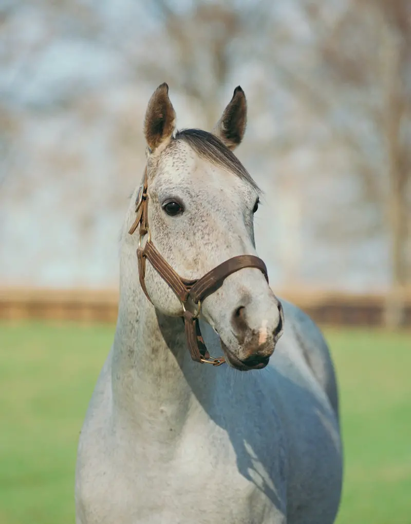 Spectacular Bid 1