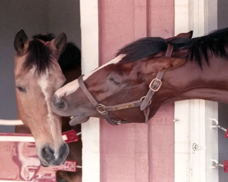 Unbridled In Stall 1