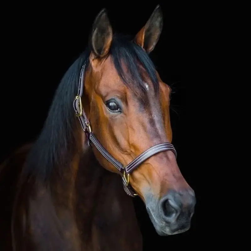 Walsh British Halter 1