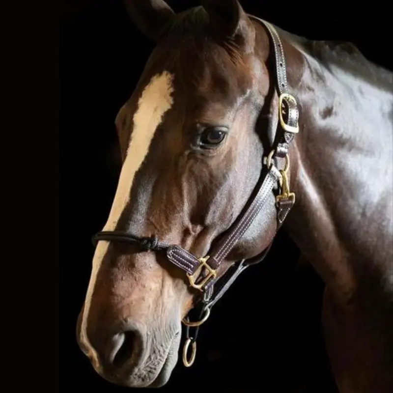 Walsh Rope Nose British Halter 1