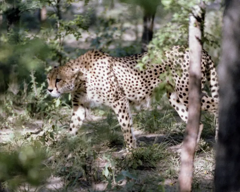 Wild Leopard In Mala Mala, Africa 1